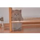 Britisch Kurzhaarkatze - Kater