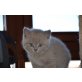 Britisch Kurzhaarkatze - Kater