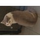 Britisch Kurzhaarkatze - Kater