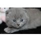 Britisch Kurzhaarkatze - Kater