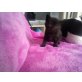 Britisch Kurzhaarkatze - Kater