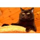 Britisch Kurzhaarkatze - Kater