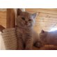 Britisch Kurzhaarkatze - Kater