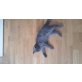 Britisch Kurzhaarkatze - Kater