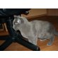 Britisch Kurzhaarkatze - Kater
