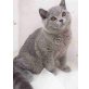 Britisch Kurzhaarkatze - Kater