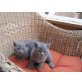 Britisch Kurzhaarkatze - Kater