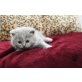 Britisch Kurzhaarkatze - Kater