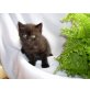 Britisch Kurzhaarkatze - Kater