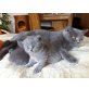 Britisch Kurzhaarkatze - Kater