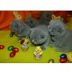 Britisch Kurzhaarkatze - Kater