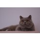 Britisch Kurzhaarkatze - Kater