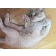 Britisch Kurzhaarkatze - Kater