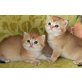 Britisch Kurzhaarkatze - Kater