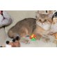Britisch Kurzhaarkatze - Kater
