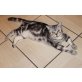 Britisch Kurzhaarkatze - Kater