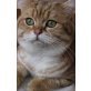 Britisch Kurzhaarkatze - Kater