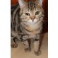 Britisch Kurzhaarkatze - Kater