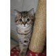 Britisch Kurzhaarkatze - Kater