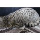 Britisch Kurzhaarkatze - Kater