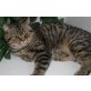 Britisch Kurzhaarkatze - Kater