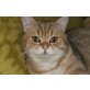 Britisch Kurzhaarkatze - Kater