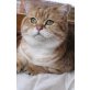 Britisch Kurzhaarkatze - Kater