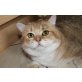Britisch Kurzhaarkatze - Kater