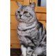 Britisch Kurzhaarkatze - Kater