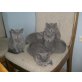 Britisch Kurzhaarkatze - Kater