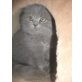 Britisch Kurzhaarkatze - Kater