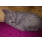 _, Britisch Kurzhaarkatze - Kater