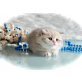 Britisch Kurzhaarkatze - Kater