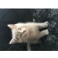 Britisch Kurzhaarkatze - Kater