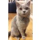 Britisch Kurzhaarkatze - Kater