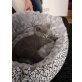 Britisch Kurzhaarkatze - Kater
