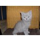 Britisch Kurzhaarkatze - Kater