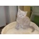 Britisch Kurzhaarkatze - Kater