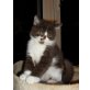 Britisch Kurzhaarkatze - Kater