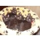 Britisch Kurzhaarkatze - Kater