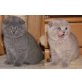 Britisch Kurzhaarkatze - Kater