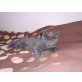 Britisch Kurzhaarkatze - Kater