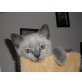Britisch Kurzhaarkatze - Kater
