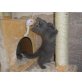Britisch Kurzhaarkatze - Kater