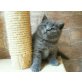 Britisch Kurzhaarkatze - Kater