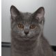 Britisch Kurzhaarkatze - Kater