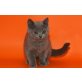 Britisch Kurzhaarkatze - Kater