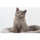 Britisch Kurzhaarkatze - Kater