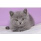 Britisch Kurzhaarkatze - Kater