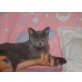Britisch Kurzhaarkatze - Kater